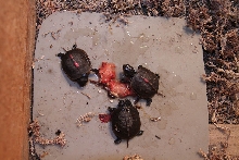 Baby Boxies eat