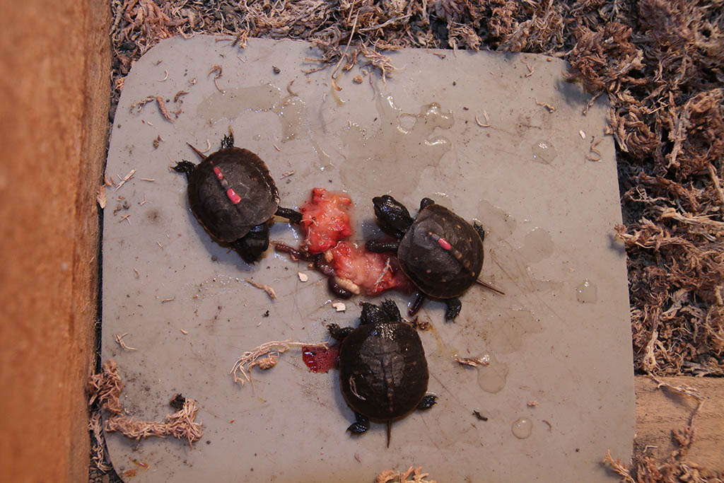 Baby Boxies eat