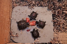 3 girls and a boy boxie