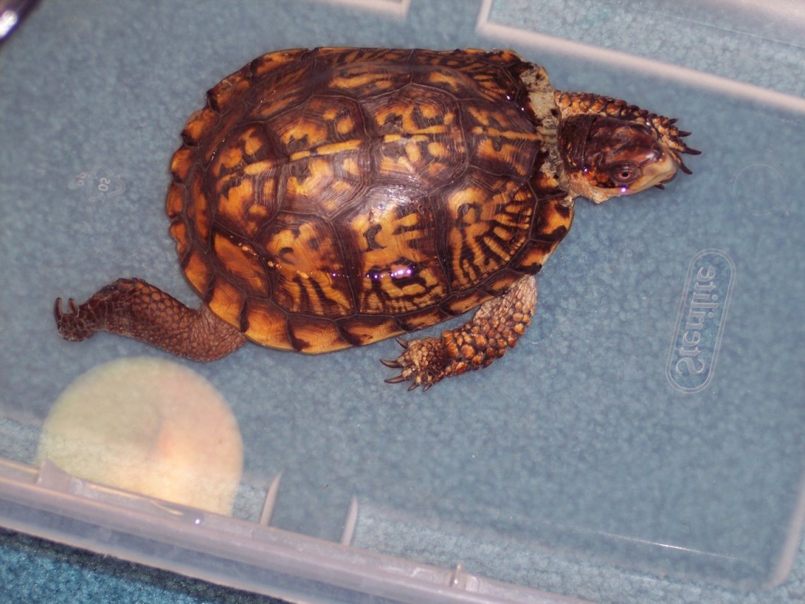 happyturtle