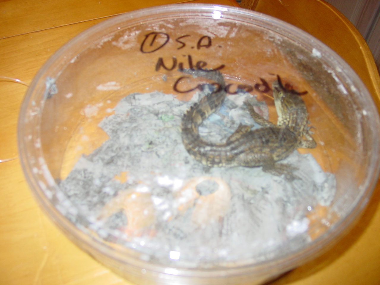nile just arrived