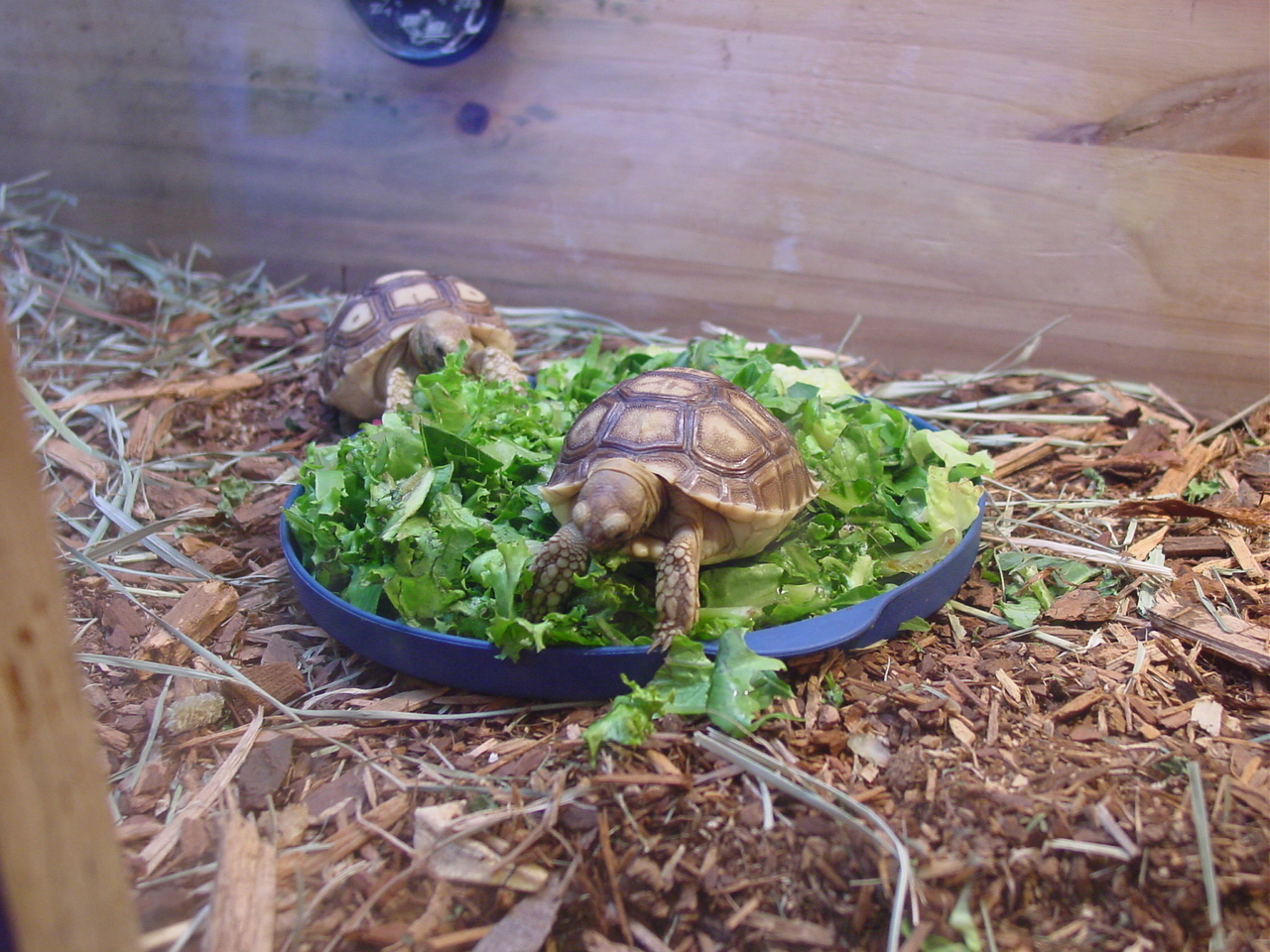 baby sulcattas