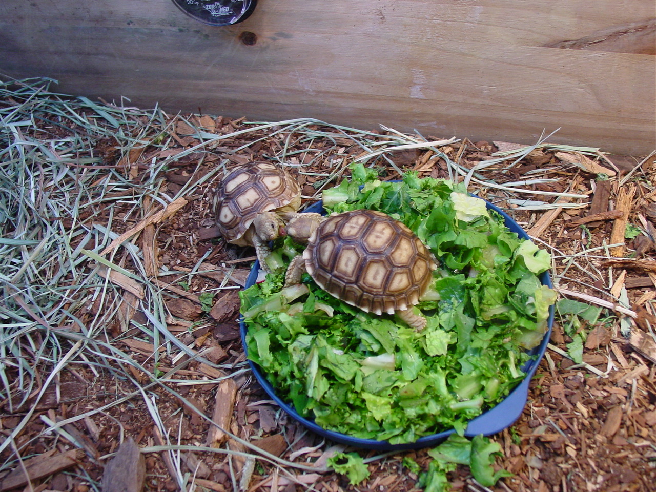 baby sulcattas