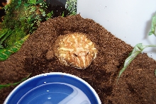 Buffy the Cricket  Slayer