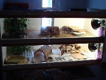 Beardie houses