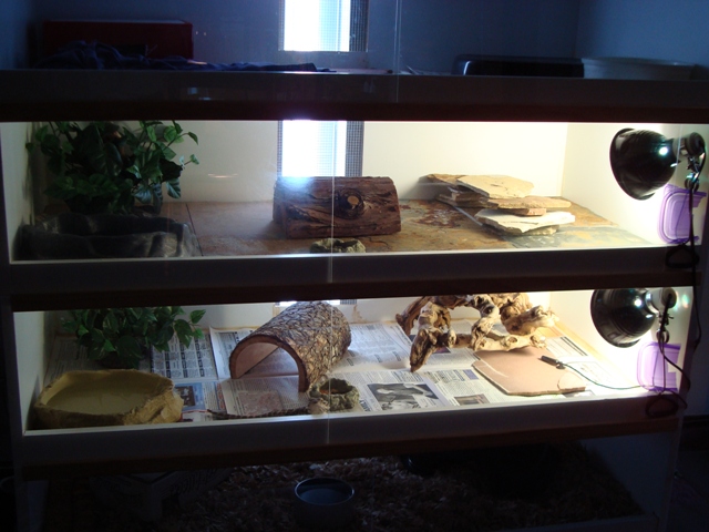 Beardie houses