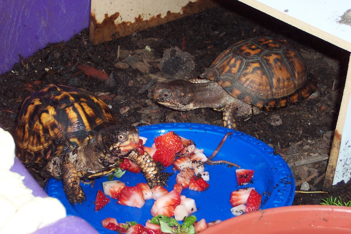 Boxies eating
