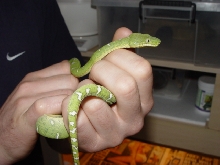 etb