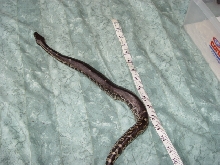 length of bb