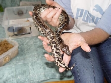 male1