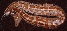 male red