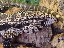 tegu