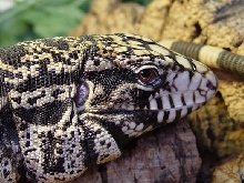 tegu 2