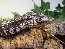 tegu 3
