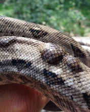 lumps on Crawl Cay boa