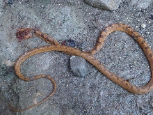 Leptodeira septentrionalis, DOR Tikal, Guatemala