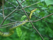 Protobothrops jerdoni