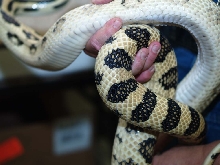 big female l. lineaticollis