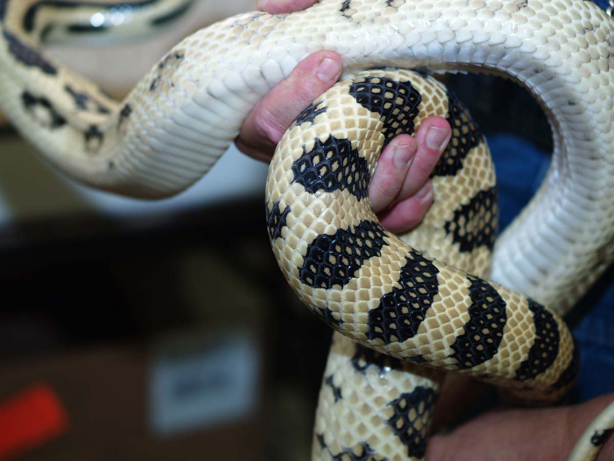big female l. lineaticollis
