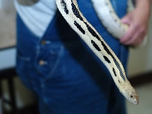 lineaticollis head shot