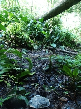 wild manouria emys phayrei, juvenile