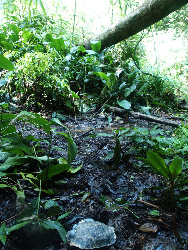 wild manouria emys phayrei, juvenile