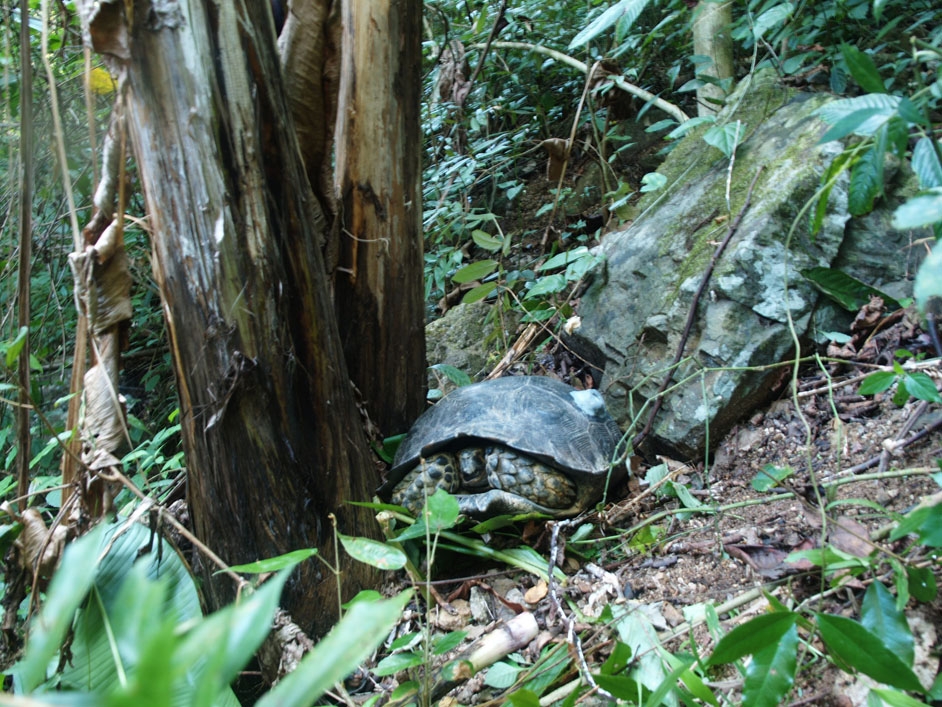 wild Manouria emys phayrei