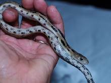 Pituophis lineaticollis gibsoni