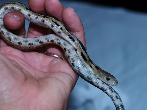 Pituophis lineaticollis gibsoni