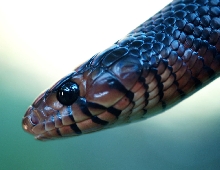 yearling e. indigo