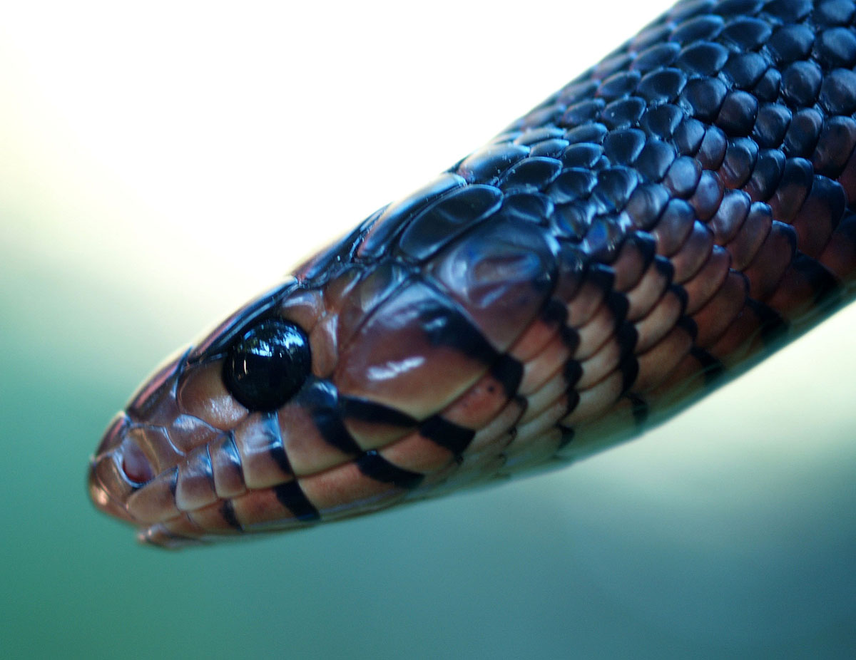 yearling e. indigo