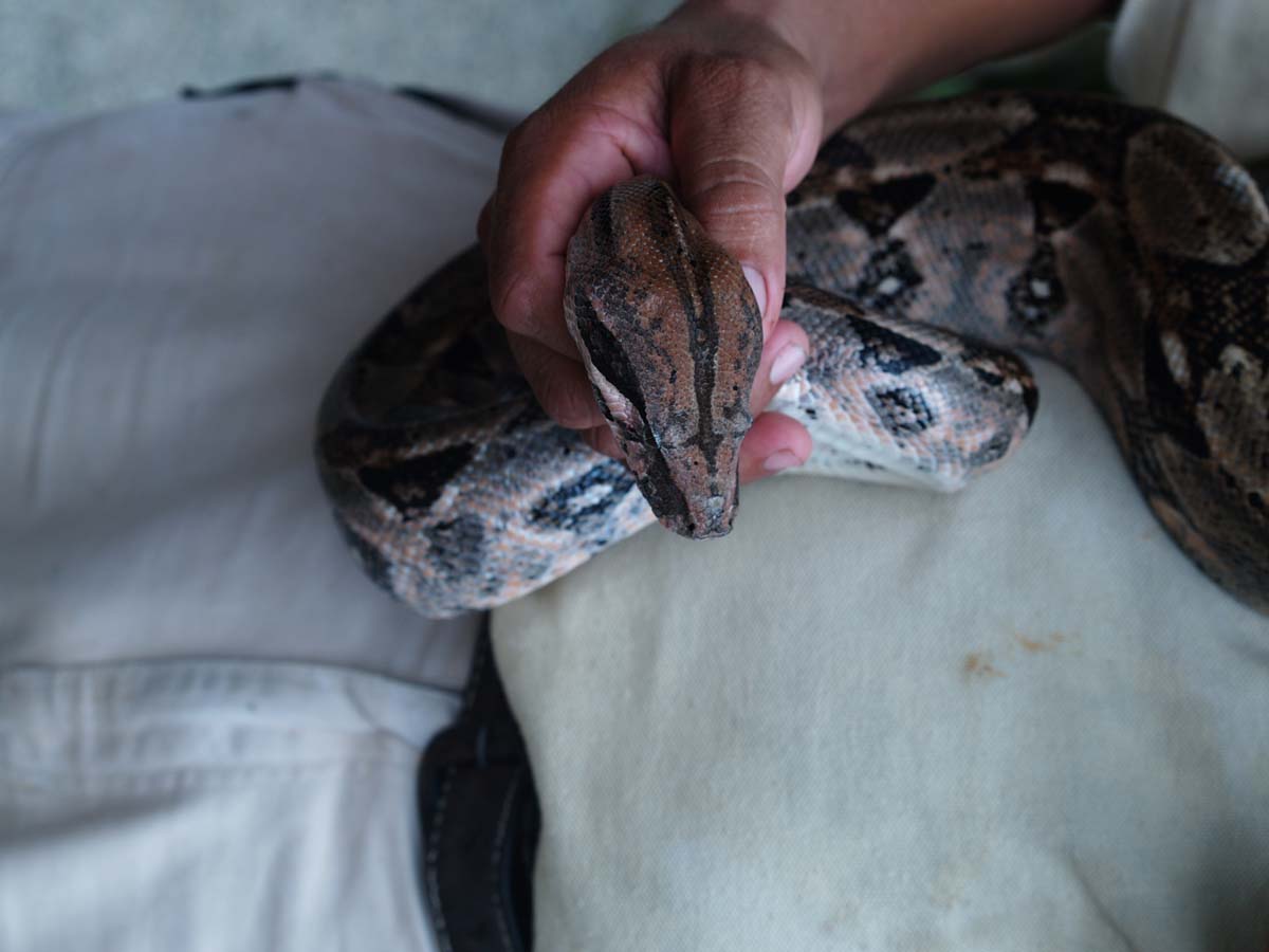 Belize boa, near Belmopan