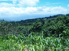 gibsoni habitat, near Antigua, Guatemala