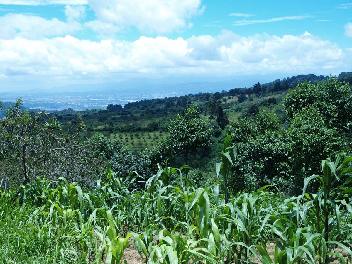 gibsoni habitat, near Antigua, Guatemala