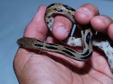P.l. gibsoni yearling, Guatemala