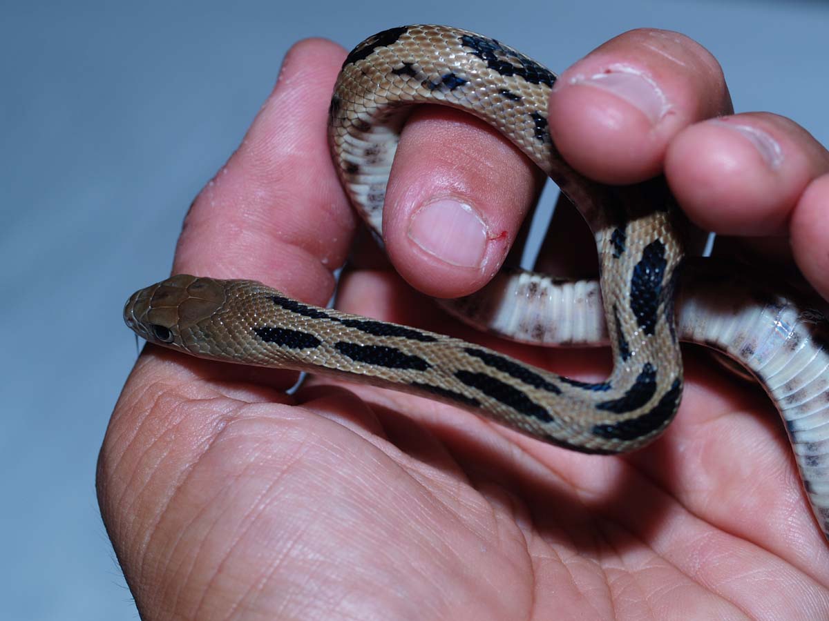 P.l. gibsoni yearling, Guatemala