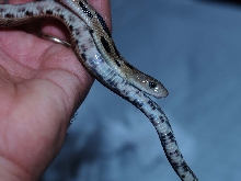 gibsoni yearling, Guatemala