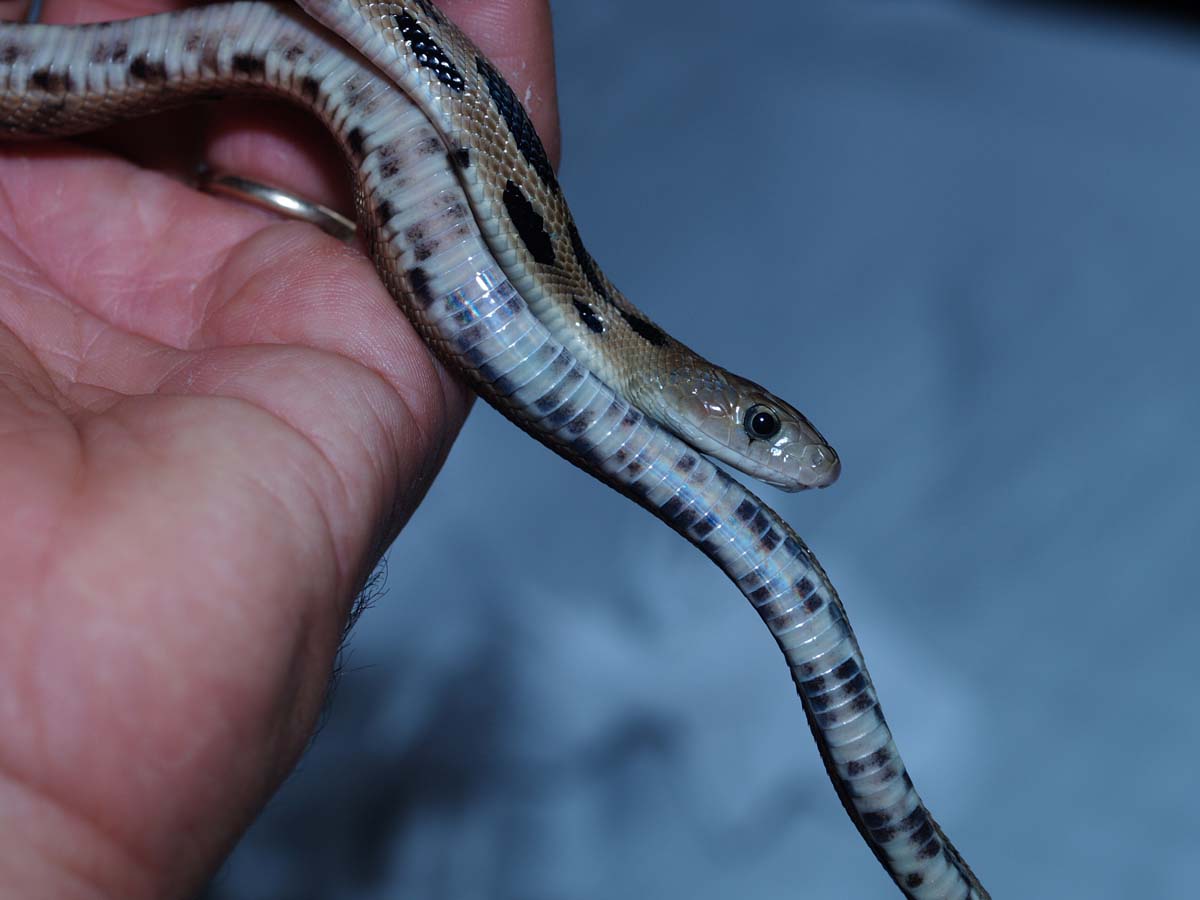 gibsoni yearling, Guatemala