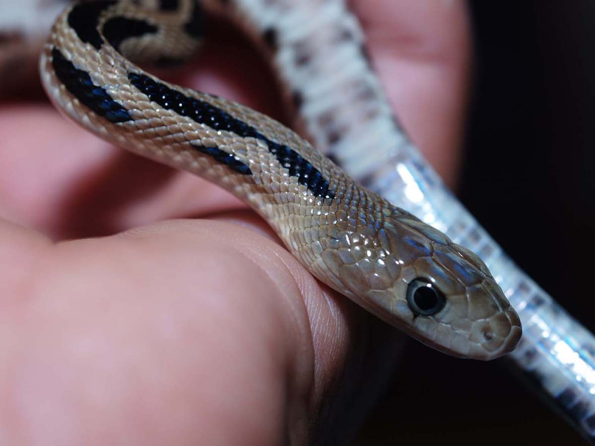 P. lineaticollis gibsoni
