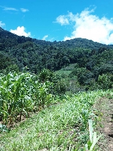 P.l. gibsoni habitat, near Antigua, Guatemala