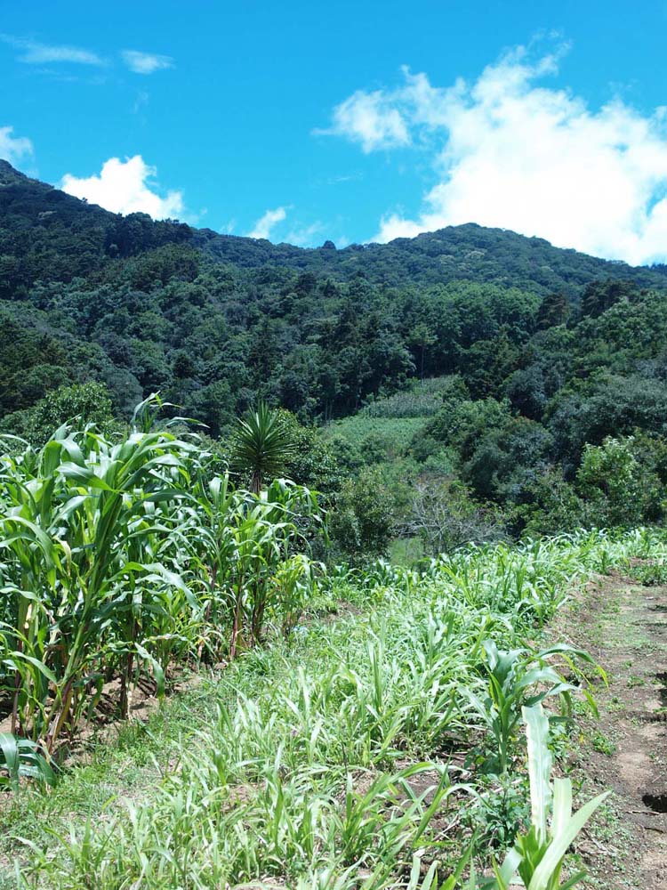 P.l. gibsoni habitat, near Antigua, Guatemala