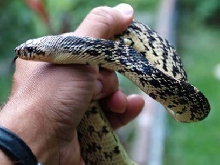 lousiana pine yearling