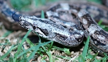 Tarahumara Mt male 04, Rio Bravo stock