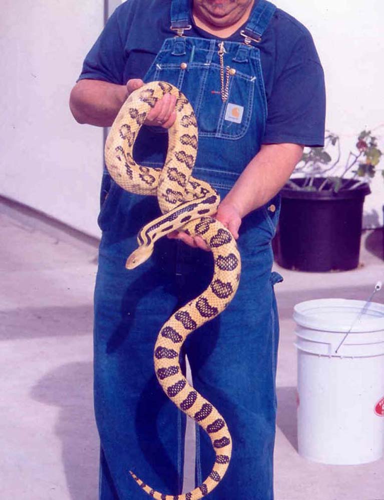 big female l. lineaticollis II