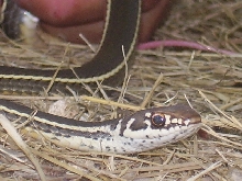 chaparral whipsnake