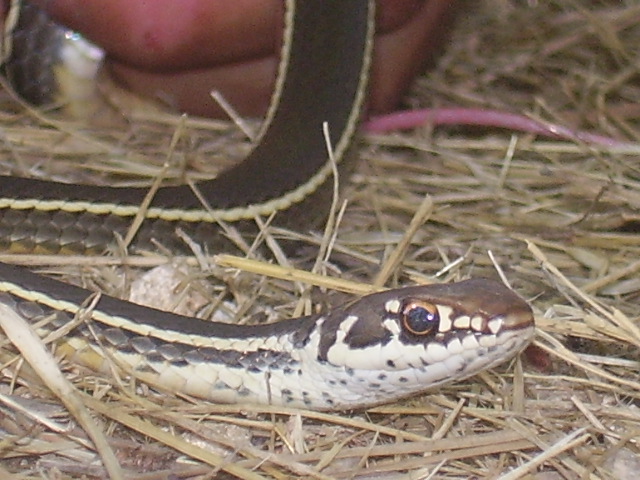 chaparral whipsnake
