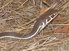 chaparral whipsnake 2