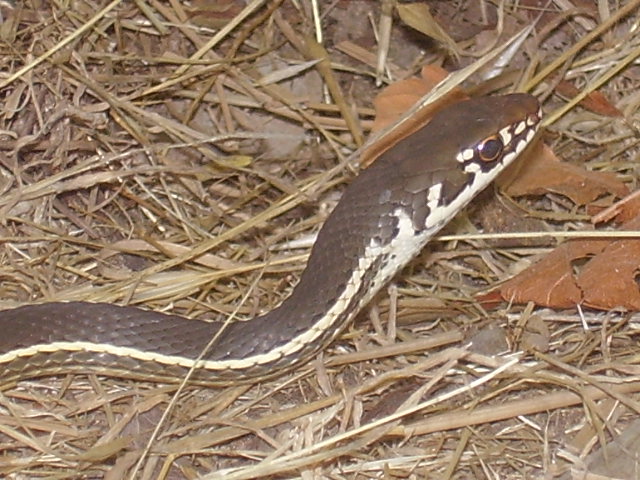 chaparral whipsnake 2