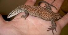 ackie1