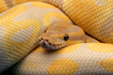 Lavender Albino